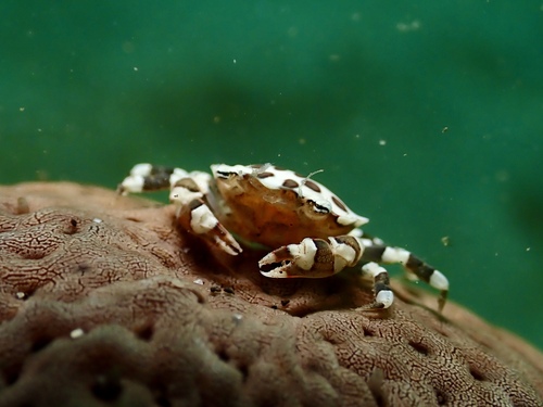 Lissocarcinus orbicularis observed 2026-07-28