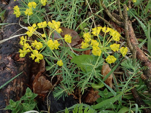Euphorbia cyparissias