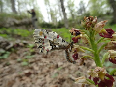 Zerynthia deyrollei