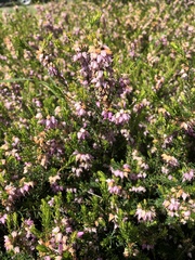 Ericeae