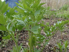Levisticum officinale
