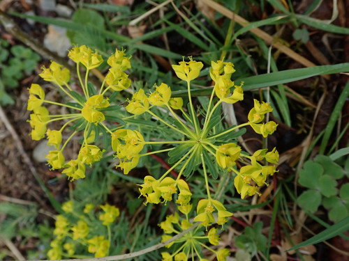 Euphorbia cyparissias