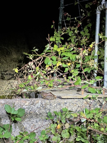 California Red-legged Frog seen in Sonoma Valley