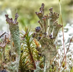 Cladonia gracilis