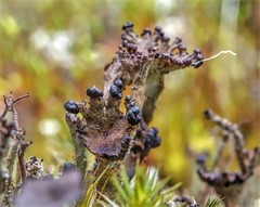 Cladonia gracilis