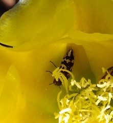 Acmaeodera bowditchi