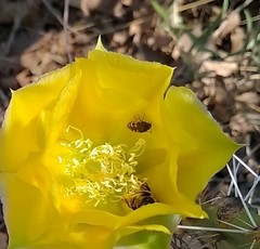 Acmaeodera bowditchi