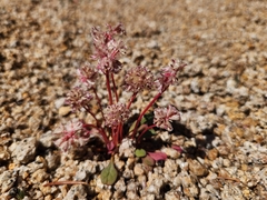 Calyptridium umbellatum, photograph (c) stinger, some rights reserved (CC BY)