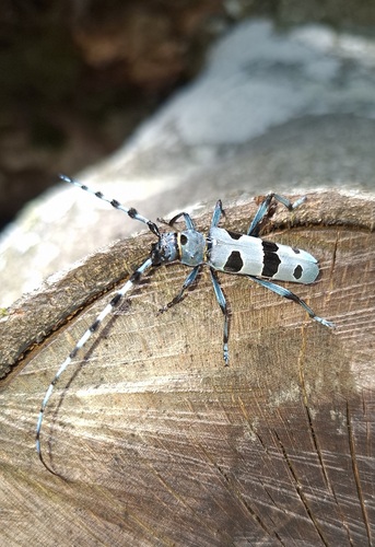 Alpine longhorn Rosalia