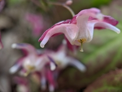 Epimedium