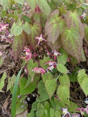 Epimedium