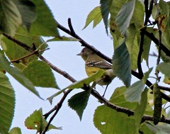 Setophaga magnolia image