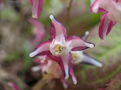 Epimedium