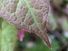 Epimedium