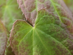 Epimedium
