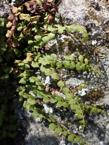 Asplenium adulterinum, photograph 5
