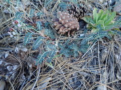 Astragalus cobrensis
