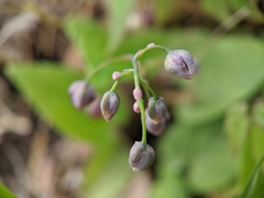 Epimedium