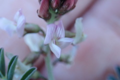 Astragalus cobrensis