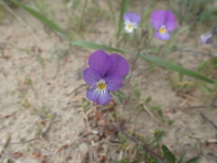 Viola tricolor curtisii