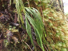 (c) nmoorhatch, some rights reserved (CC BY) Psilotum × complanatum, photograph (c) nmoorhatch, some rights reserved (CC BY)