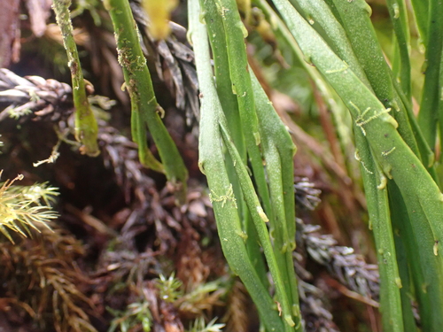 Psilotum × complanatum, photograph 4