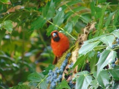 Cardinalis cardinalis
