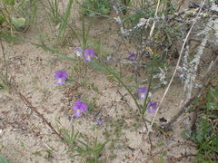 Viola tricolor curtisii