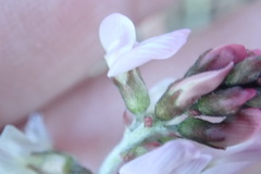 Astragalus cobrensis