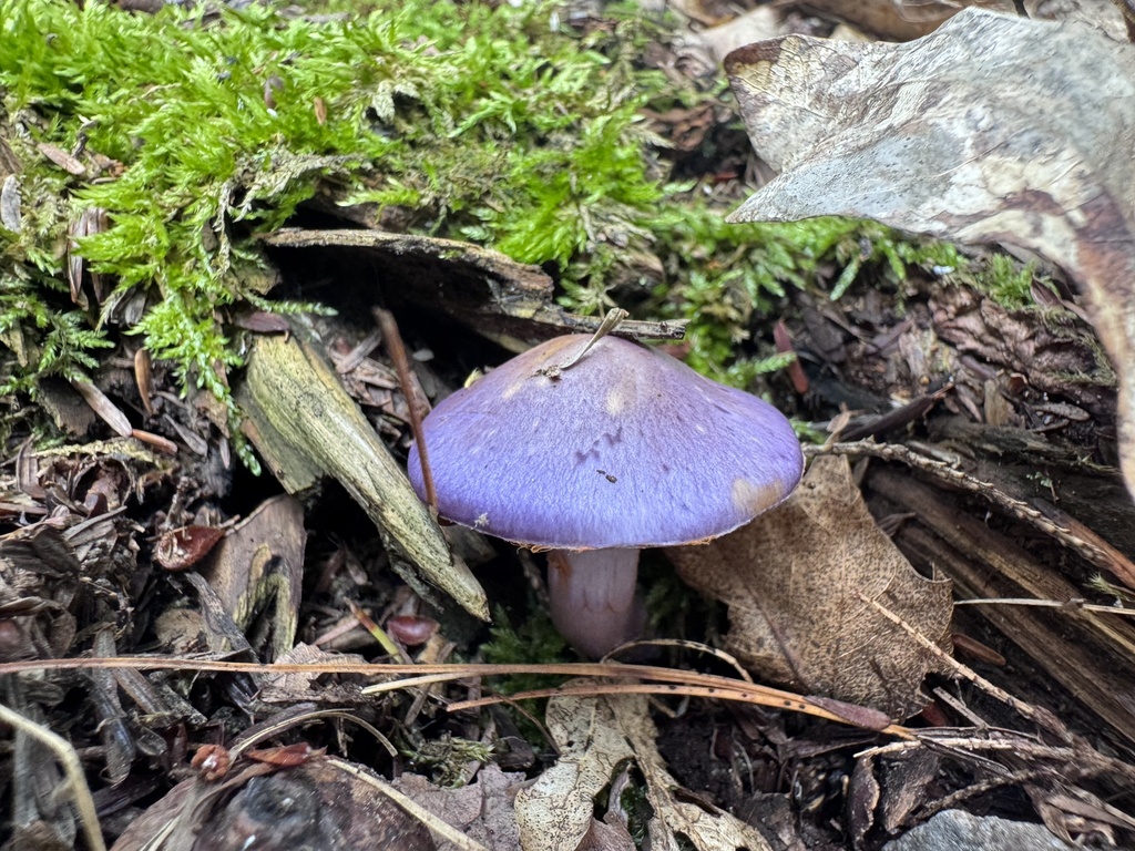 Viscid Violet Cort · August 2026 · photo: Photo: (c) Megan Greenwood, some rights reserved (CC BY) · iNaturalist
