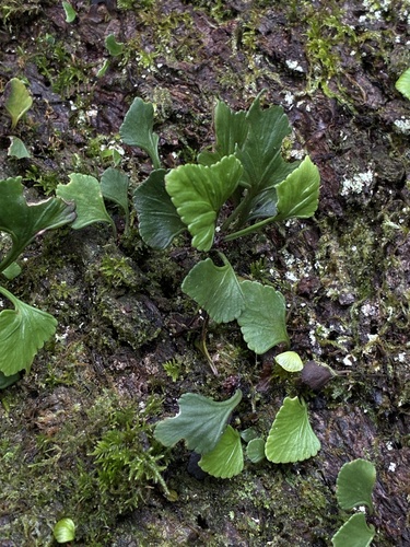 Asplenium trilobum, 2026-07-31