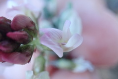 Astragalus cobrensis