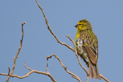 iNaturalist image