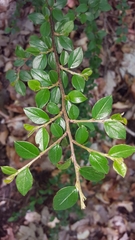 Cotoneaster divaricatus