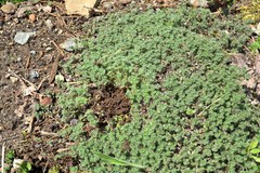 Thymus pseudolanuginosus