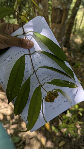 Gynochthodes umbellata observed 2026-07-12
