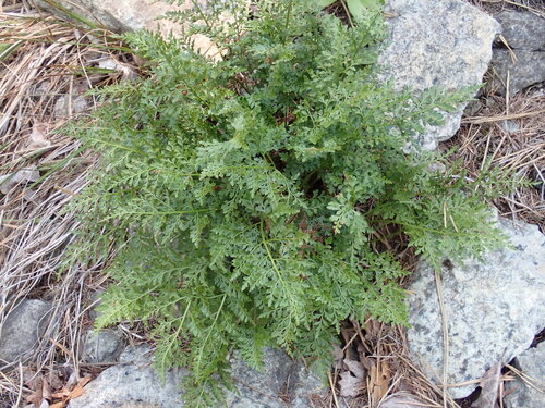 Asplenium cuneifolium