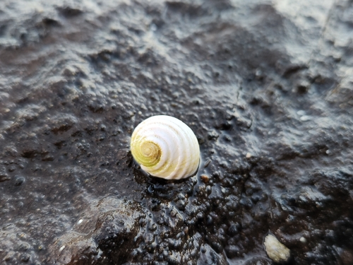 Nerita plicata observed 2026-08-02