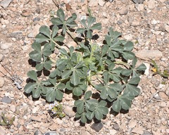Pediomelum castoreum