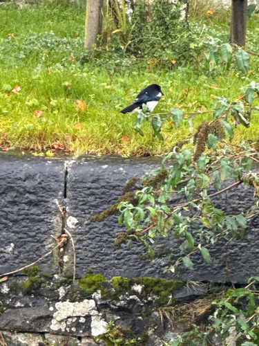 Eurasian Magpie