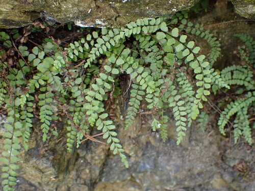 Asplenium adulterinum, photograph 4