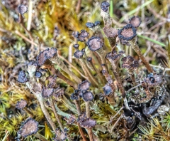 Cladonia gracilis