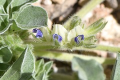 Pediomelum castoreum