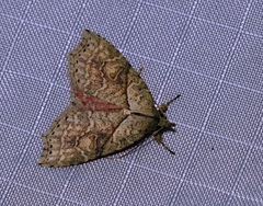 Olulis puncticinctalis