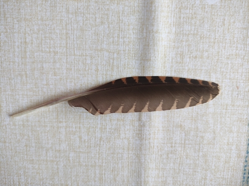 Eurasian Woodcock