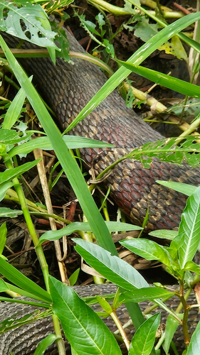 Banded Watersnake