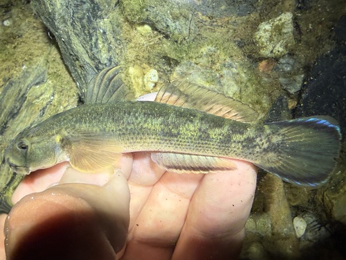 Bichique (Sicyopterus lagocephalus) — Gobiidae — 2