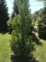 Cryptomeria