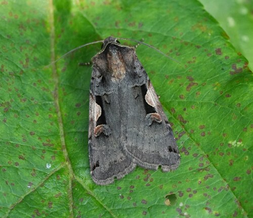 Setaceous Hebrew Character