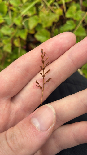 Fern-grass